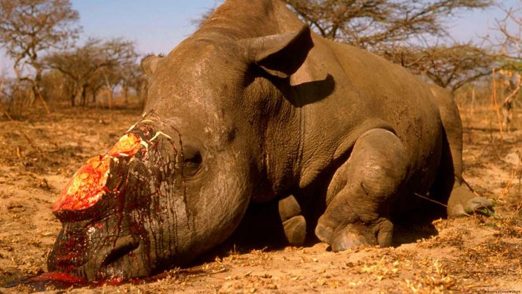 Mozambican rhino poacher rearrested in South Africa
