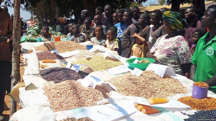 Produção de cereais: Moçambique quer firmar parceria com Zimbábwe