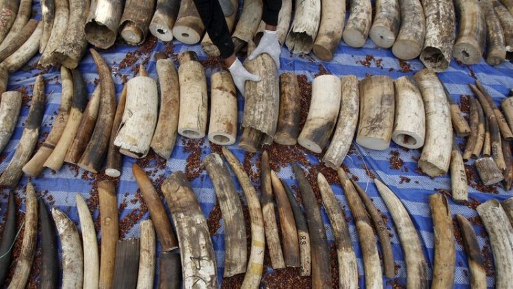 Nine arrested in Pemba for wildlife crimes