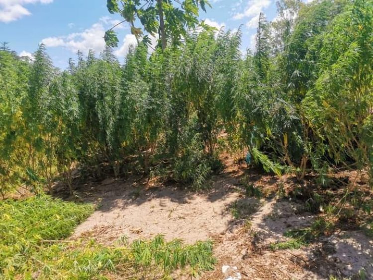 De quem são os quatro hectares de produção de cannabis sativa identificados há dias pelo SERNIC em Namaacha?