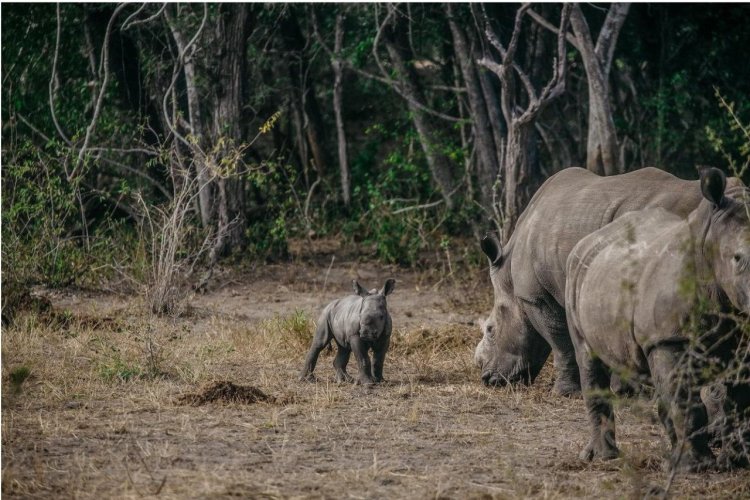 Rhinos breeding successfully in Zinave National Park