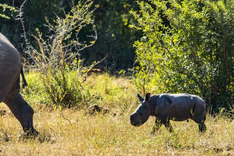 Parque de Zinave “torna-se” santuário de reprodução de rinocerontes