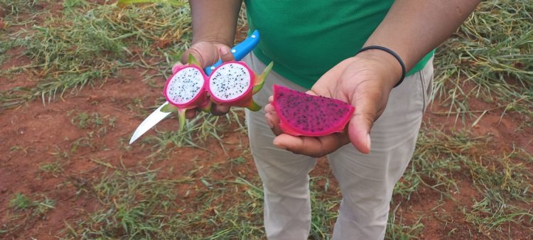 Em Namialo:  Algodão, Gergelim e “Dragon Fruit” com pesquisa animadora!